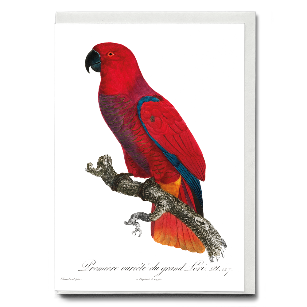 The Eclectus Parrot  - Wenskaart