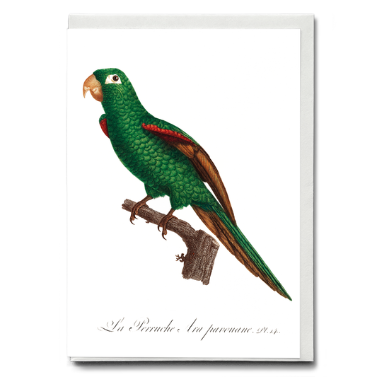 The Eclectus Parrot, Eclectus roratus  - Wenskaart