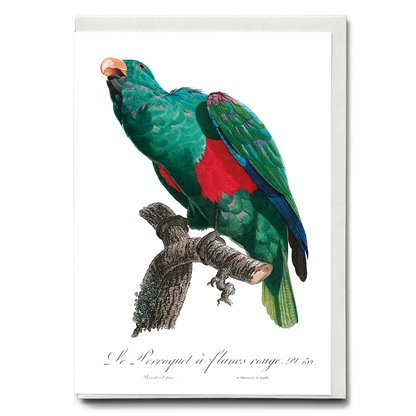 The Eclectus Parrot, Eclectus roratus    - Wenskaart