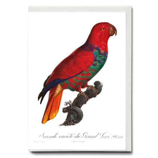 The Eclectus Parrot, Eclectus roratus  - Wenskaart