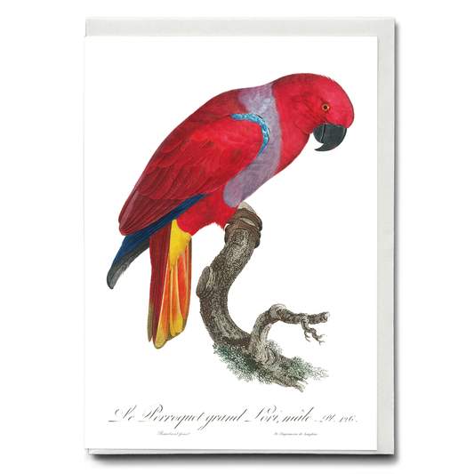 The Eclectus Parrot, Eclectus roratus, male  - Wenskaart