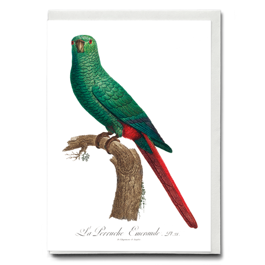 The Emerald Parakeet  - Wenskaart