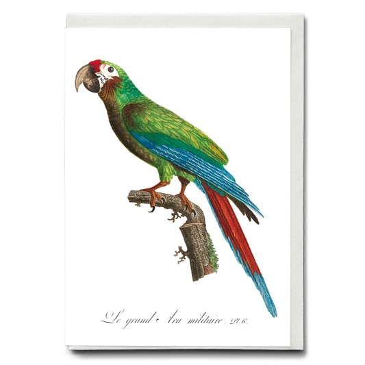 The Great Military Macaw, Ara ambiguus  - Wenskaart