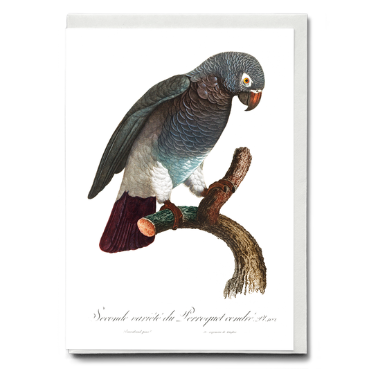 The Grey Parrot, Psittacus erithacus  III - Wenskaart