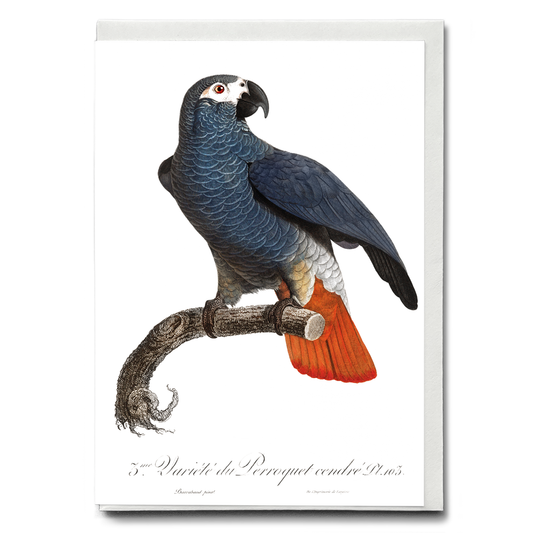 The Grey Parrot, Psittacus erithacus  IV - Wenskaart