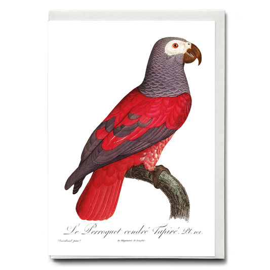 The Grey Parrot, Psittacus erithacus I - Wenskaart