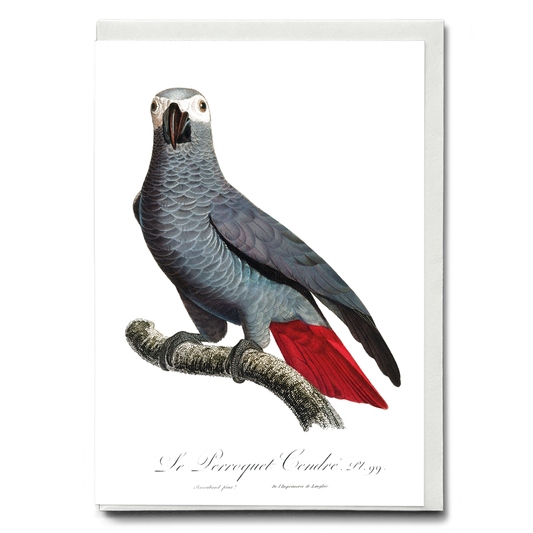 The Grey Parrot, Psittacus erithacus  V - Wenskaart