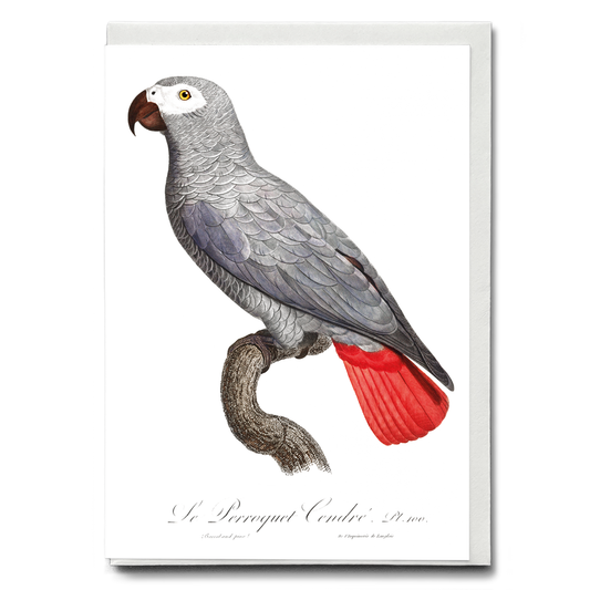 The Grey Parrot, Psittacus erithacus II - Wenskaart