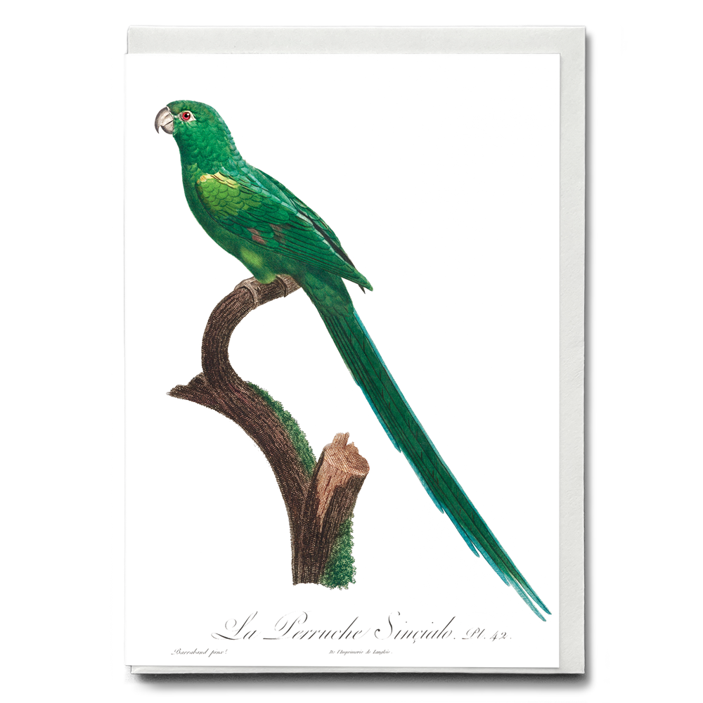 The Long-Tailed Parakeet, Psittacula longicauda  - Wenskaart