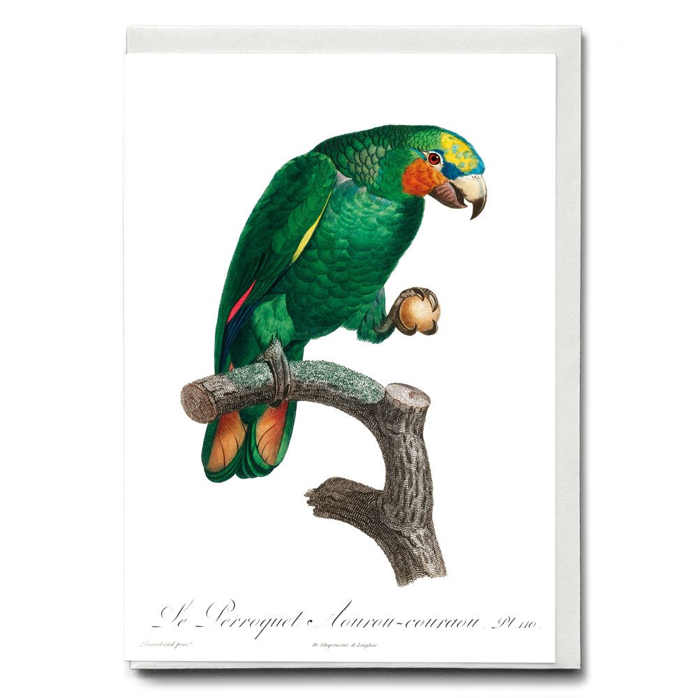 The Orange-Winged Amazon, Amazona amazonica  II - Wenskaart