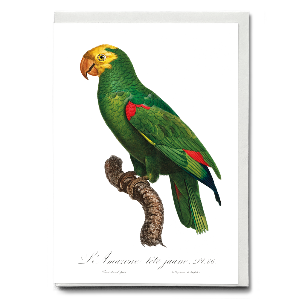 Yellow-Fronted Amazon, Amazona ochrocephala I - Wenskaart