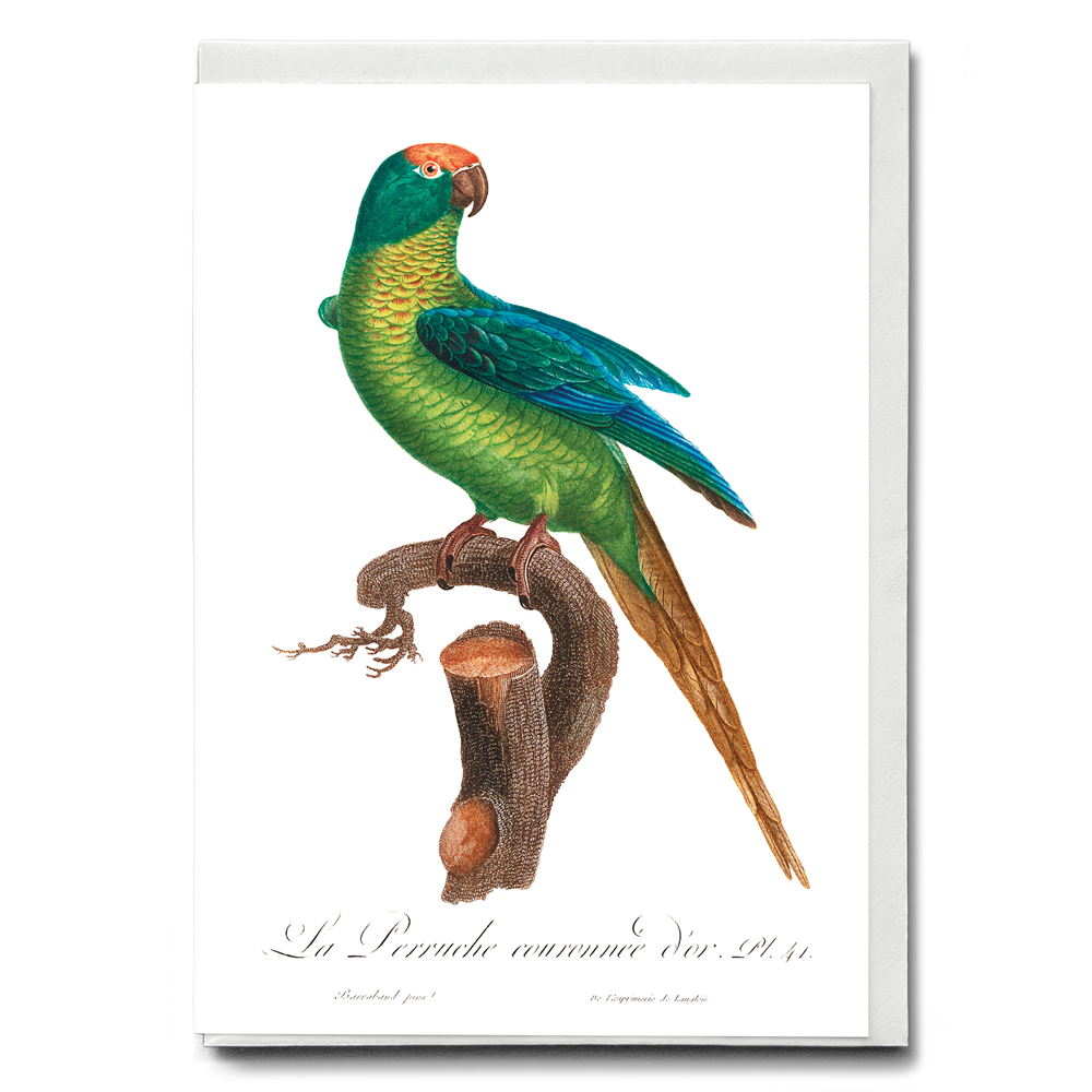 The Peach-Fronted Parakeet, Eupsittula aurea  - Wenskaart