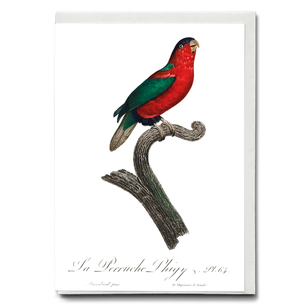 The Phigy Parrot, Psittacus phigy  - Wenskaart