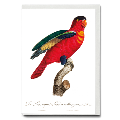 The Purple-Naped Lory, Lorius domicella I - Wenskaart