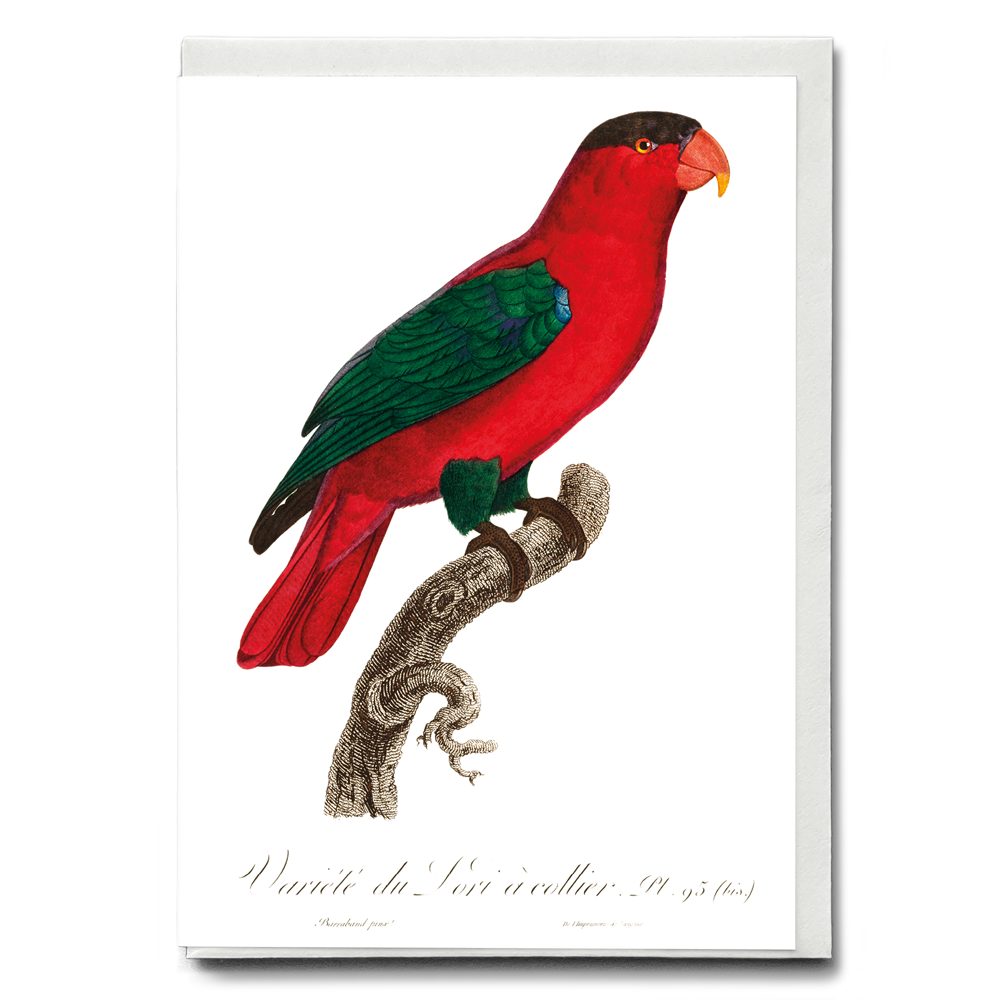 The Purple-Naped Lory, Lorius domicella II - Wenskaart