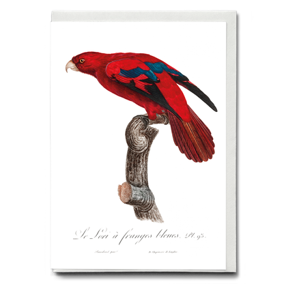 The Red Lory, Eos bornea  I - Wenskaart