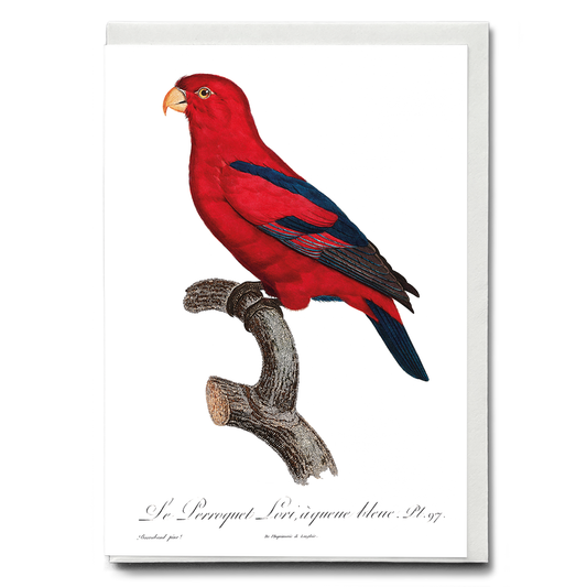 The Red Lory, Eos bornea  II - Wenskaart