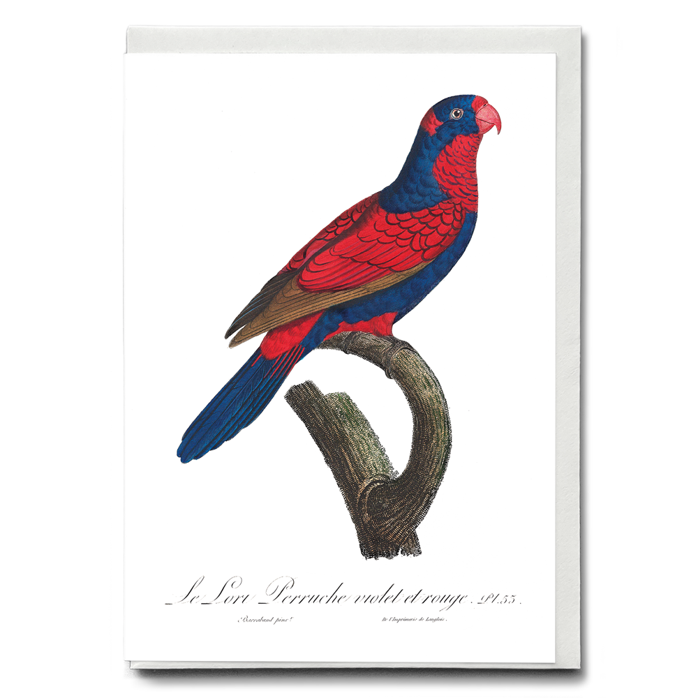 The red-and-blue lory, Eos histrio  - Wenskaart