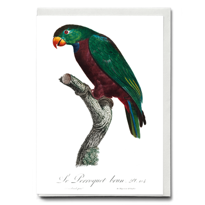 The Red-Billed Parrot, Pionus sordidus  - Wenskaart