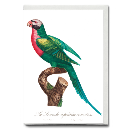 The Red-Breasted Parakeet, Psittacula alexandri  - Wenskaart