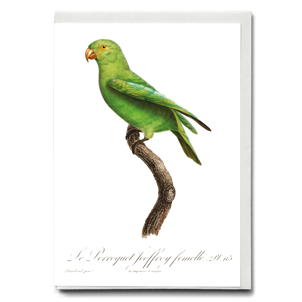 The Red-Cheeked Parrot, Geoffroyus geoffroyi, female  - Wenskaart