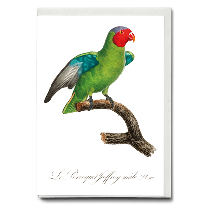 The Red-Cheeked Parrot, Geoffroyus geoffroyi, male  - Wenskaart