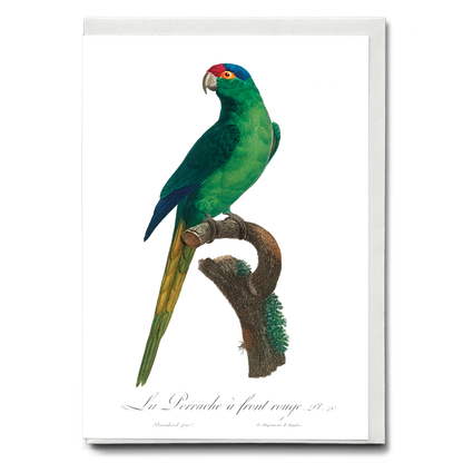 The Red-Crowned Parakeet, Cyanoramphus novaezelandiae  - Wenskaart