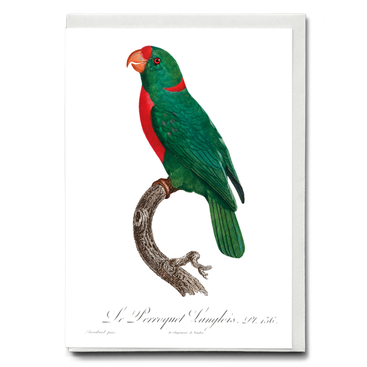 The Red-Fronted Parrot, Poicephalus gulielmi  - Wenskaart