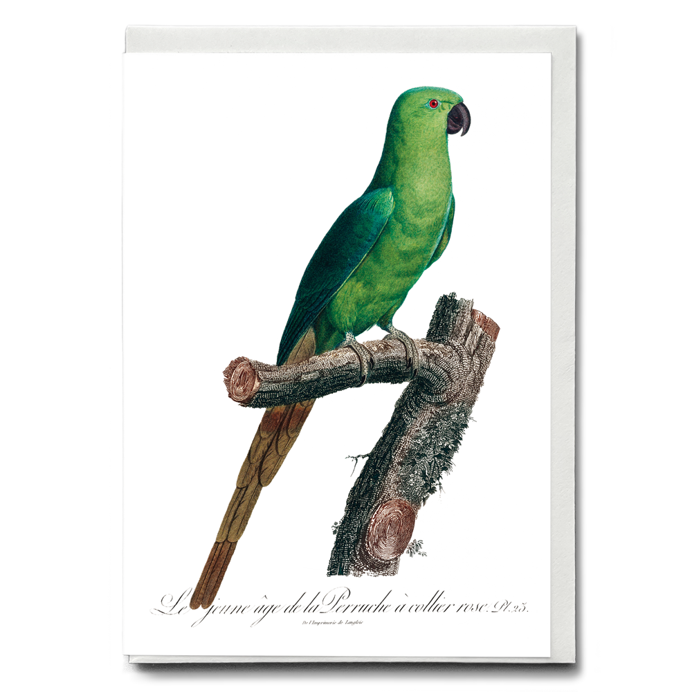 The Rose-Ringed Parakeet, Psittacula krameri III - Wenskaart