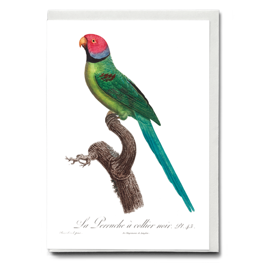 The Rose-Ringed Parakeet, Psittacula krameri II - Wenskaart