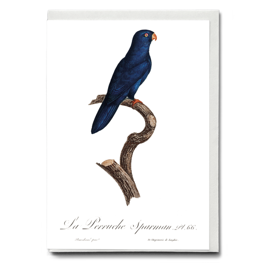 The Sparman Parakeet (Cyanoramphus novaezelandiae)  - Wenskaart