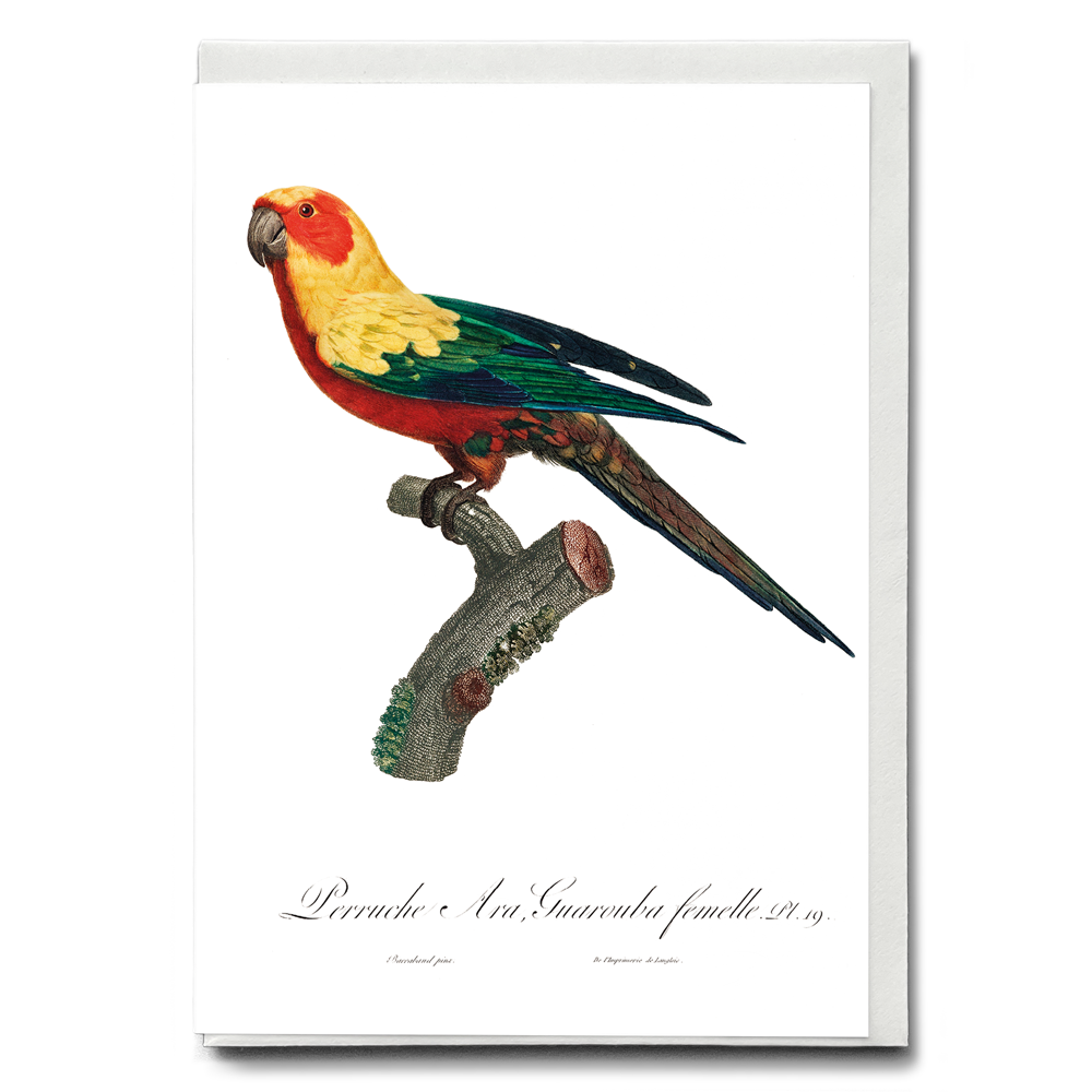 The Sun Parakeet, Aratinga solstitialis, female  - Wenskaart