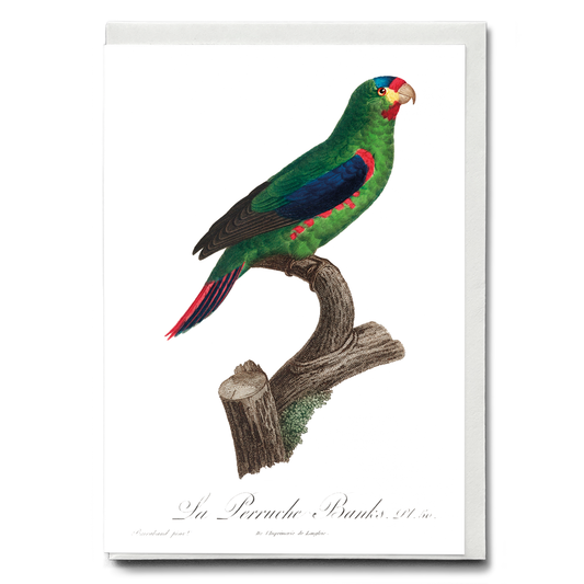 The swift parrot, Lathamus discolor II - Wenskaart
