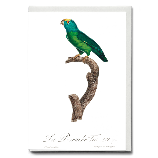 The Tui Parakeet, Brotogeris sanctithomae  - Wenskaart