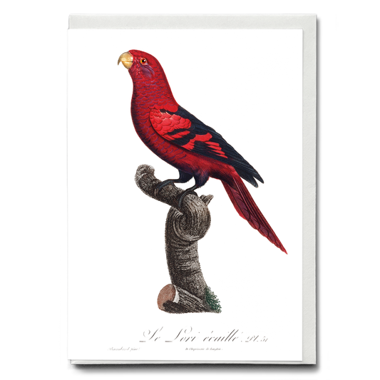 The Violet-Necked Lory, Eos squamata  - Wenskaart