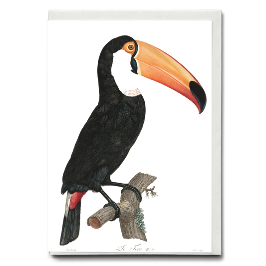 Toco toucan - Wenskaart