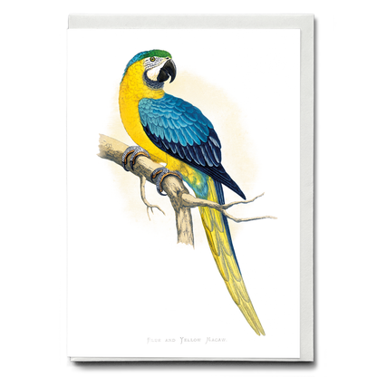 Blue and Yellow Macaw - Wenskaart
