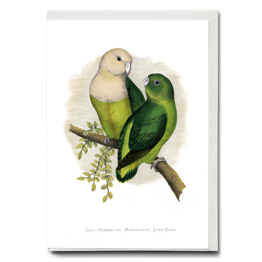 Grey-Headed or Madagascar Love-Bird - Wenskaart