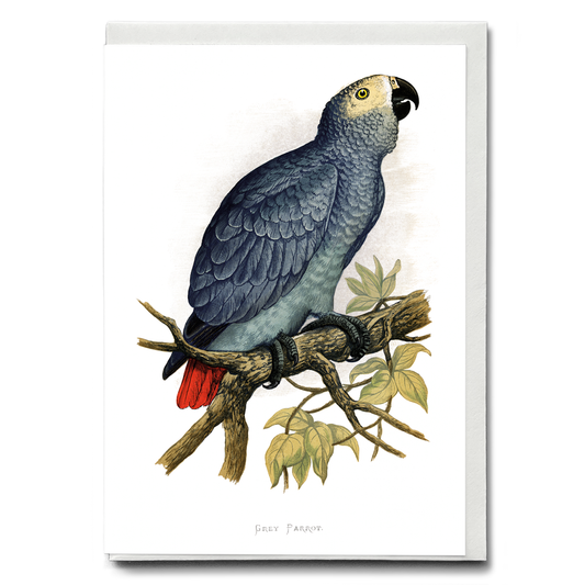 Grey Parrot - Wenskaart