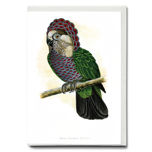 Hawk-Headed Parrot - Wenskaart