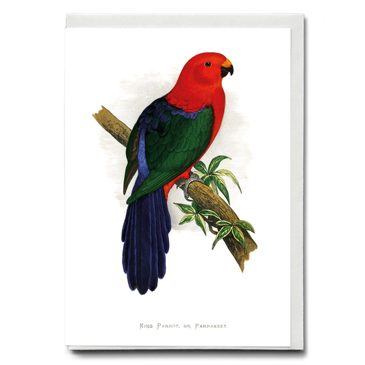 King Parrot - Wenskaart