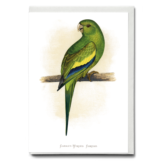 Canary-Winged Conure - Wenskaart