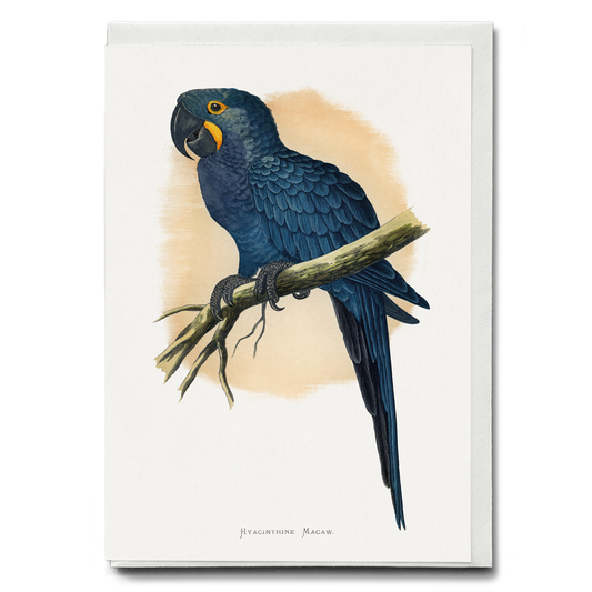 Hyacinthine Macaw - Wenskaart