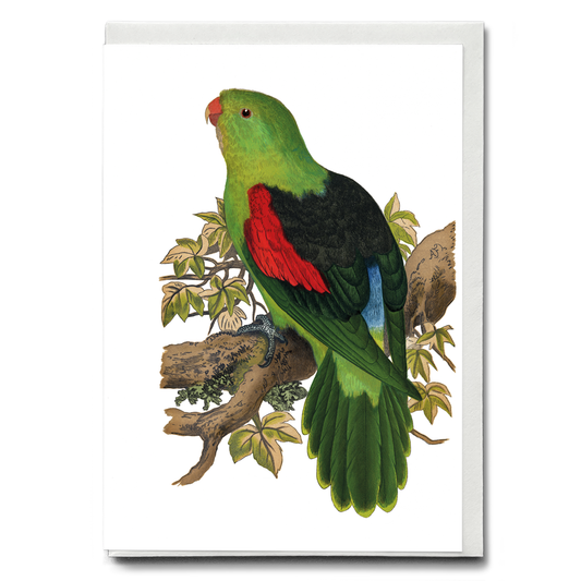 Red-winged parakeet - Wenskaart