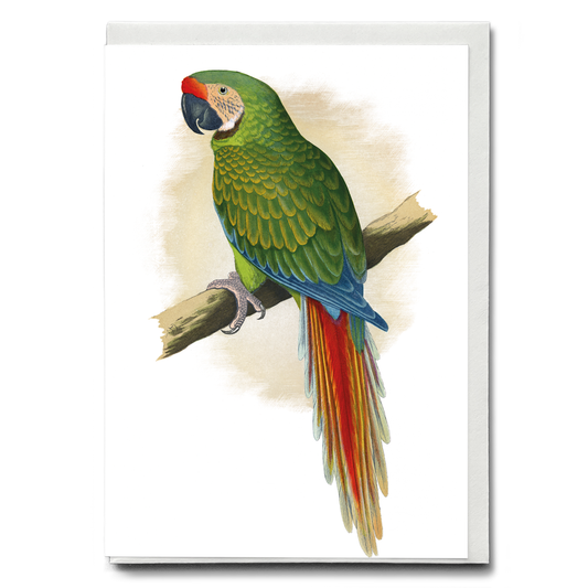 Military Macaw - Wenskaart