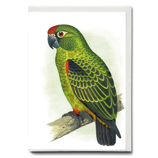 Jardine's Parrot - Wenskaart