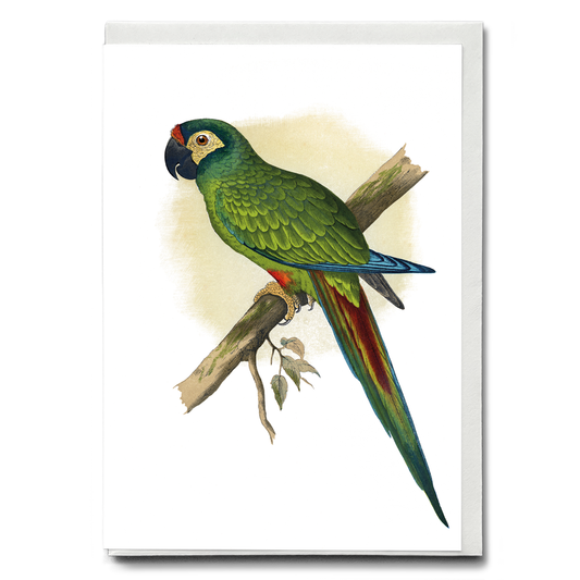llliger's Macaw - Wenskaart