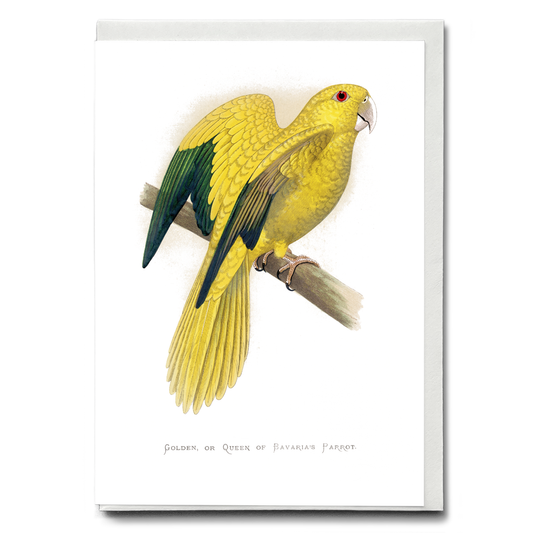 Golden or Queen Bavaria's Parrot  - Wenskaart