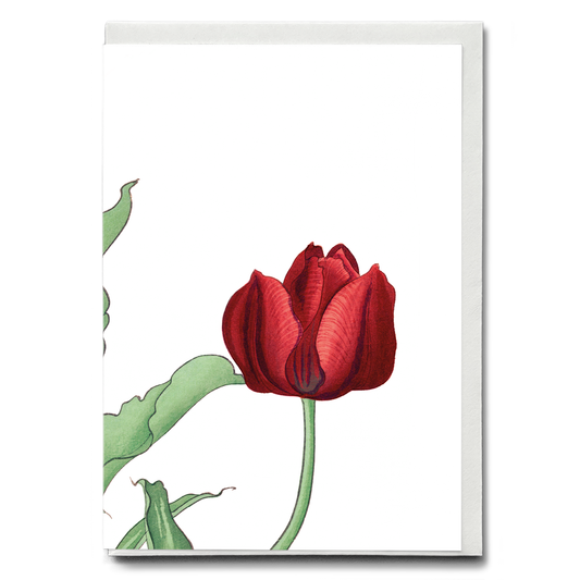 Red Tulip By Tanigami Kônan - Wenskaart