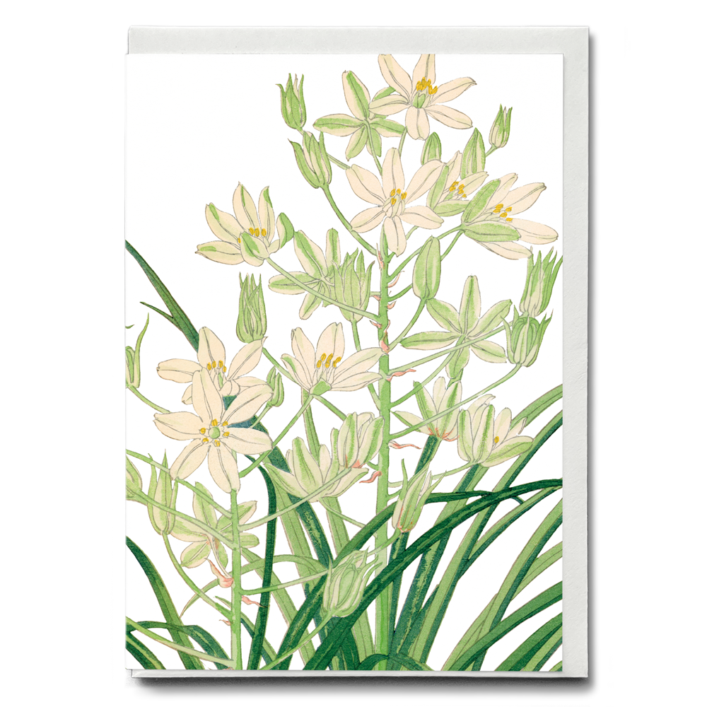 Ornithogalum By Tanigami Kônan - Wenskaart